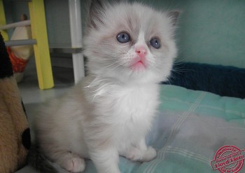 chaton mâle blue bicolour - 5 semaines - Chatterie Ragdolls du Val de Beauvoir